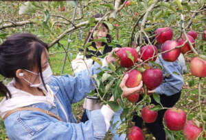 Women pick apples from a bountiful harvest