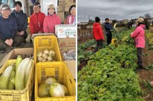Vegetables and people of Mabuchi Farm