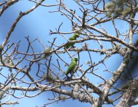 Yellow-naped Amazonian Parrots