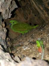 Parrot chick in its nest in El Salvador
