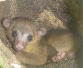 Kinkajou found in a former parrot nest.