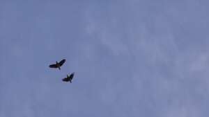 Parrots live in pairs and mate for life