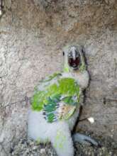 Baby parrot you helped save
