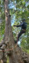 Checking nests in the mangrove