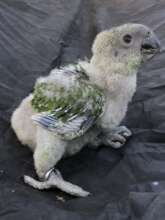 Parrot chick 2024
