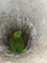 Parrot in a nest