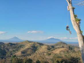 Accessing the nests is dangerous work.