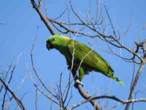 Parrot observation