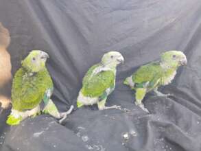 Baby parrots!