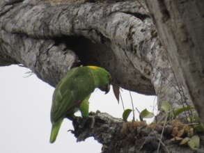 Parrot at near its nest in the wild