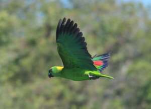Yellow-naped Amazon parrot, photo by Nestor Herrer