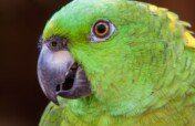 Save a Parrot Nest!