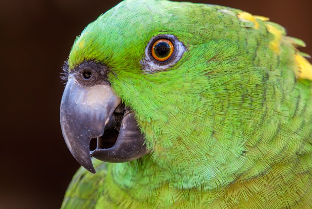Save a Parrot Nest!