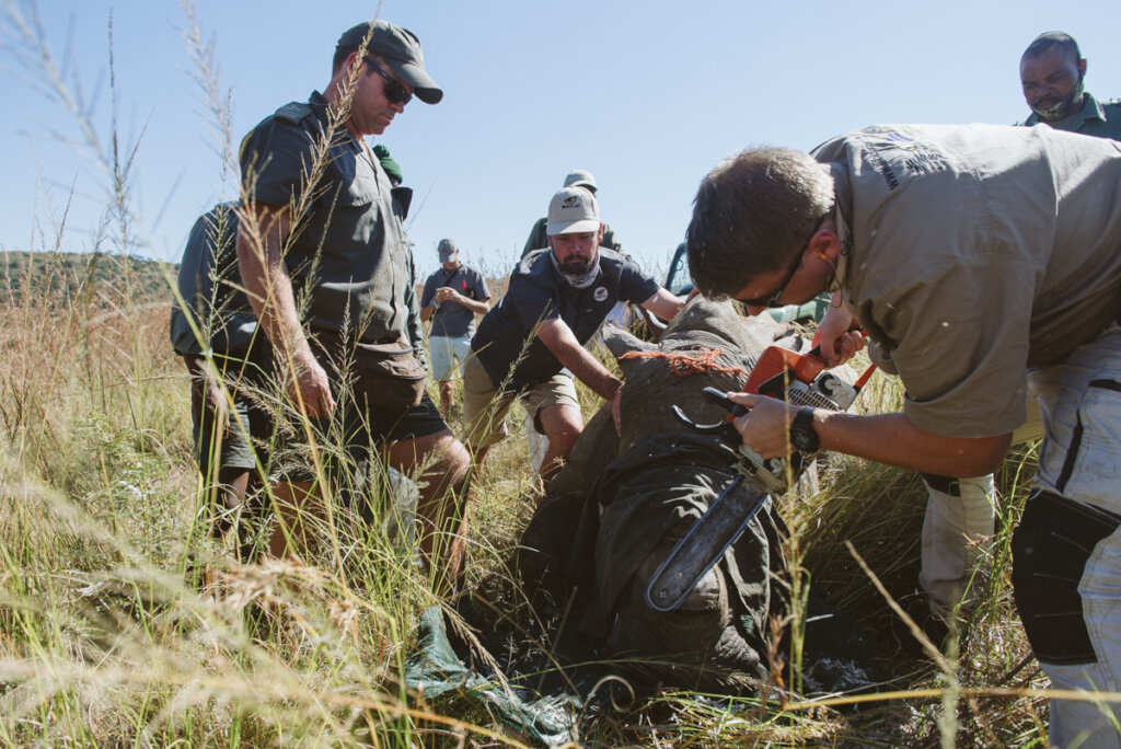 Protecting Our Neighbors State Names Endangered Wildlife - 6gh6mpi