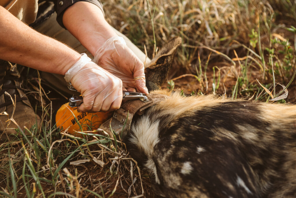 Protecting Endangered Species with Wildlife ACT