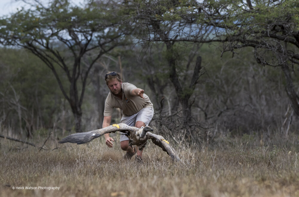Protecting Our Neighbors State Names Endangered Wildlife - h1qfv5s