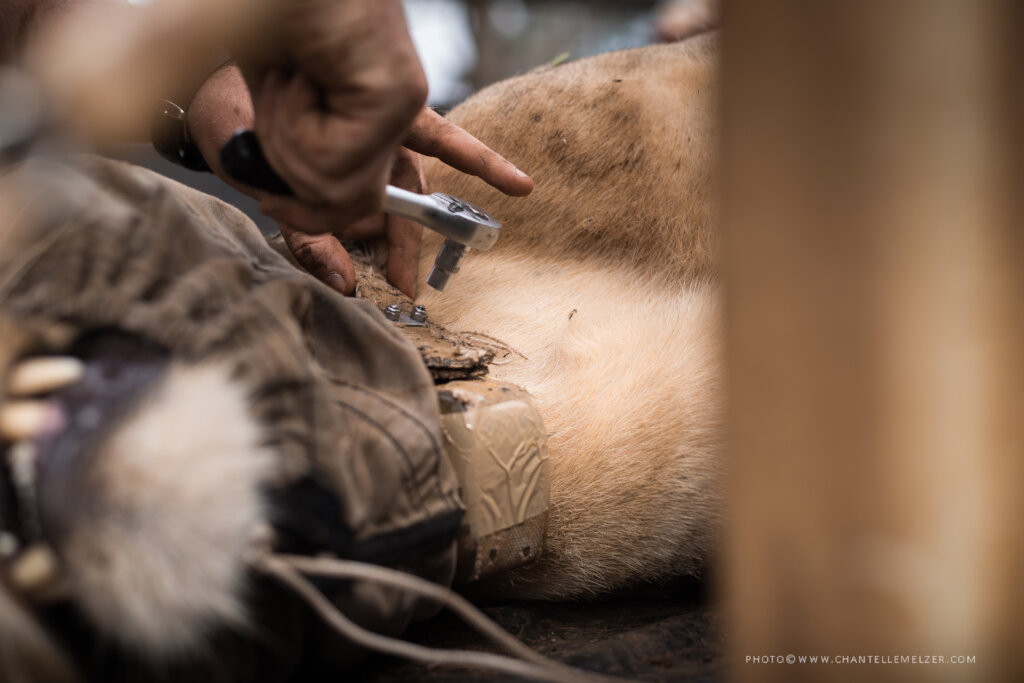 Protecting Endangered Species with Wildlife ACT