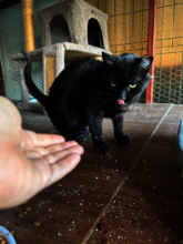 The interior of the cat house