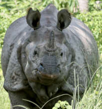 greater one-horned rhinoceros (threatened)