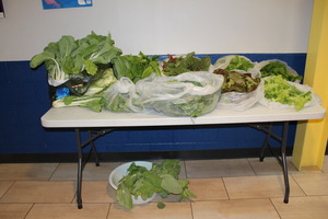 2012 spring Crops