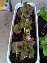 Purple lettuce, Georgia onions, and spinach