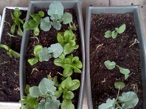 broccoli, onions, lettuce, spinach