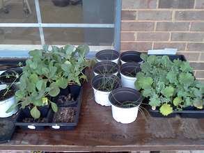 cabbage onion kale snowpea seedlings from seeds