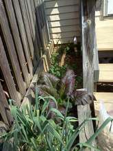 giant red mustard greens and garlic at lowfield