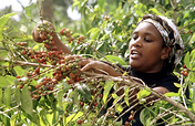 Eco-wetmills for 2000 coffee farmers in Kenya