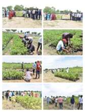 Assessment of the crop exercise