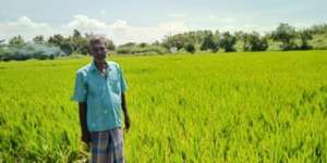 Thangavel stands among his crops.