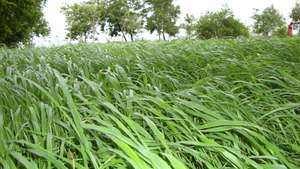 One Farmer....... Supports many Lives.....