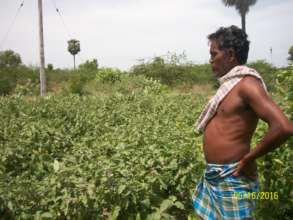 Biodiversity is best bet to sustain agriculture