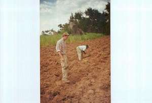 Planting of medicinal plants