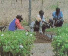 Tree nurseries