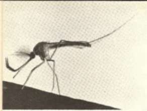 A female mosquito