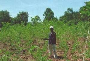 Herbal farmer