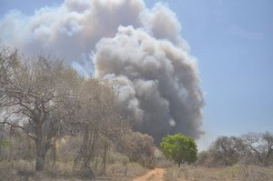 Forest fire