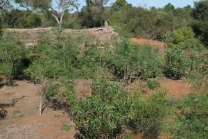 FIMPAHARA assoc. is dedicated to tree planting