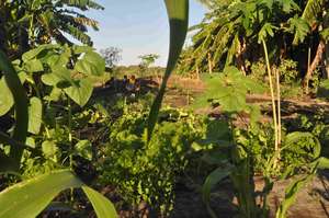 currently thriving vegetable garden in Ranobe