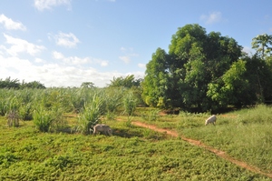 view on orchard and Baobab