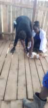 Staff of KIFA being trained: Animal husbandry