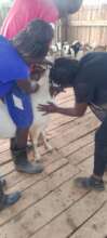 Staff of KIFA being trained: Animal husbandry