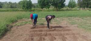 Staff of KIFA being trained: crop husbandry