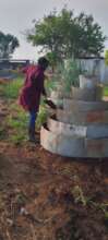 Staff of KIFA being trained: crop husbandry