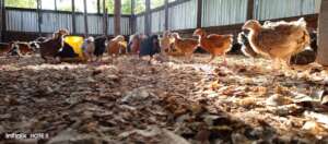 Promoting rearing of chicken for a good food diet