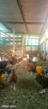 A poultry unit, a demonnstration center at KIFA