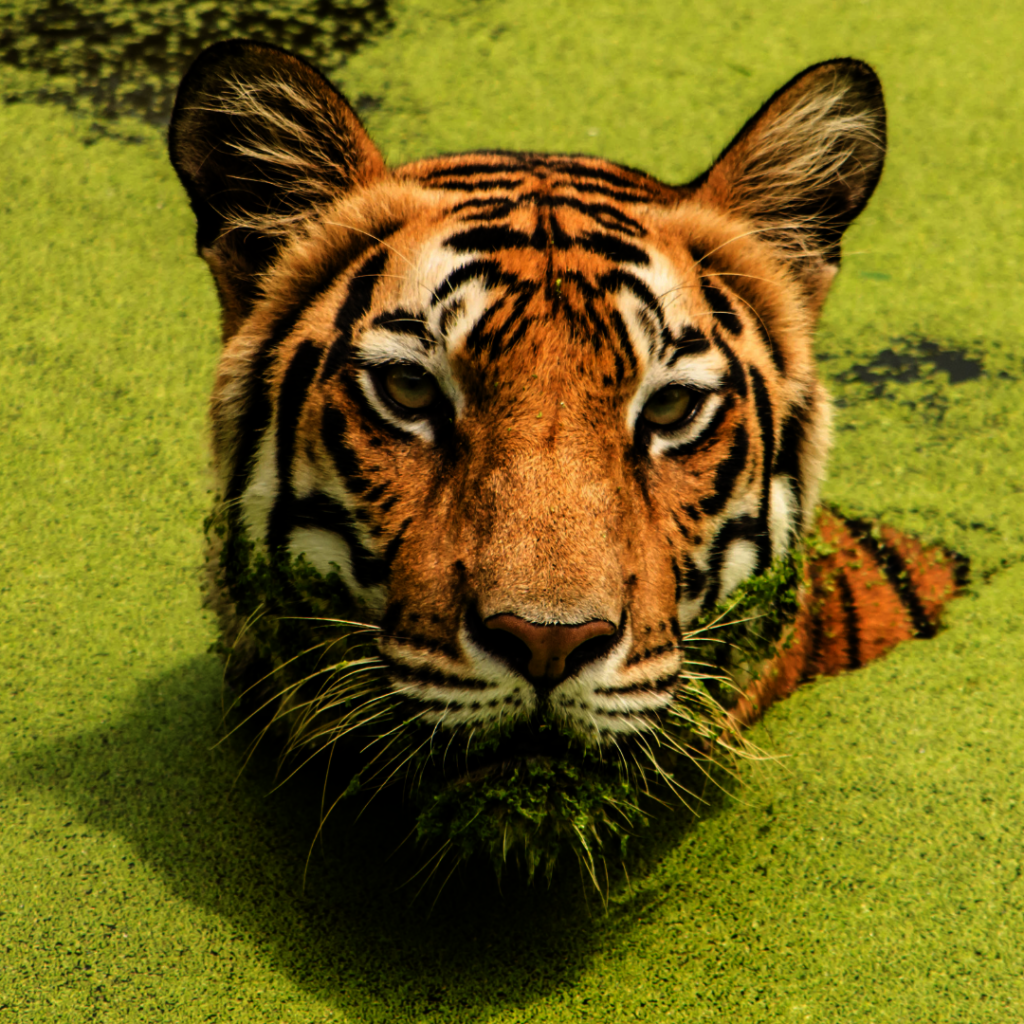 Saving Bengal Tigers through Children's Education