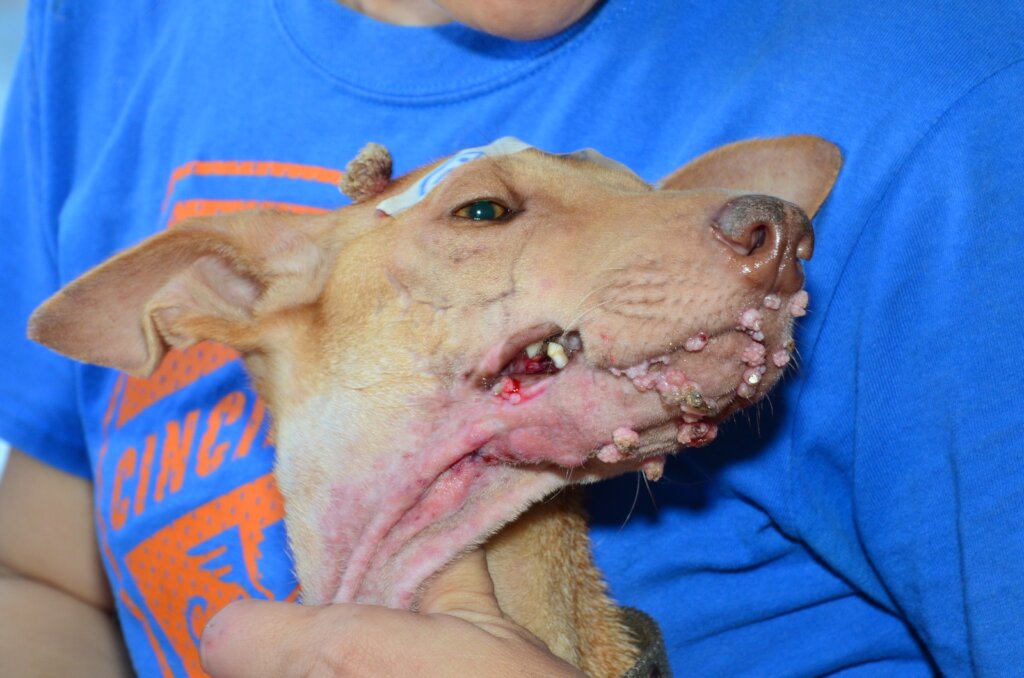 You are the hope of Venezuelan dogs in 2024!