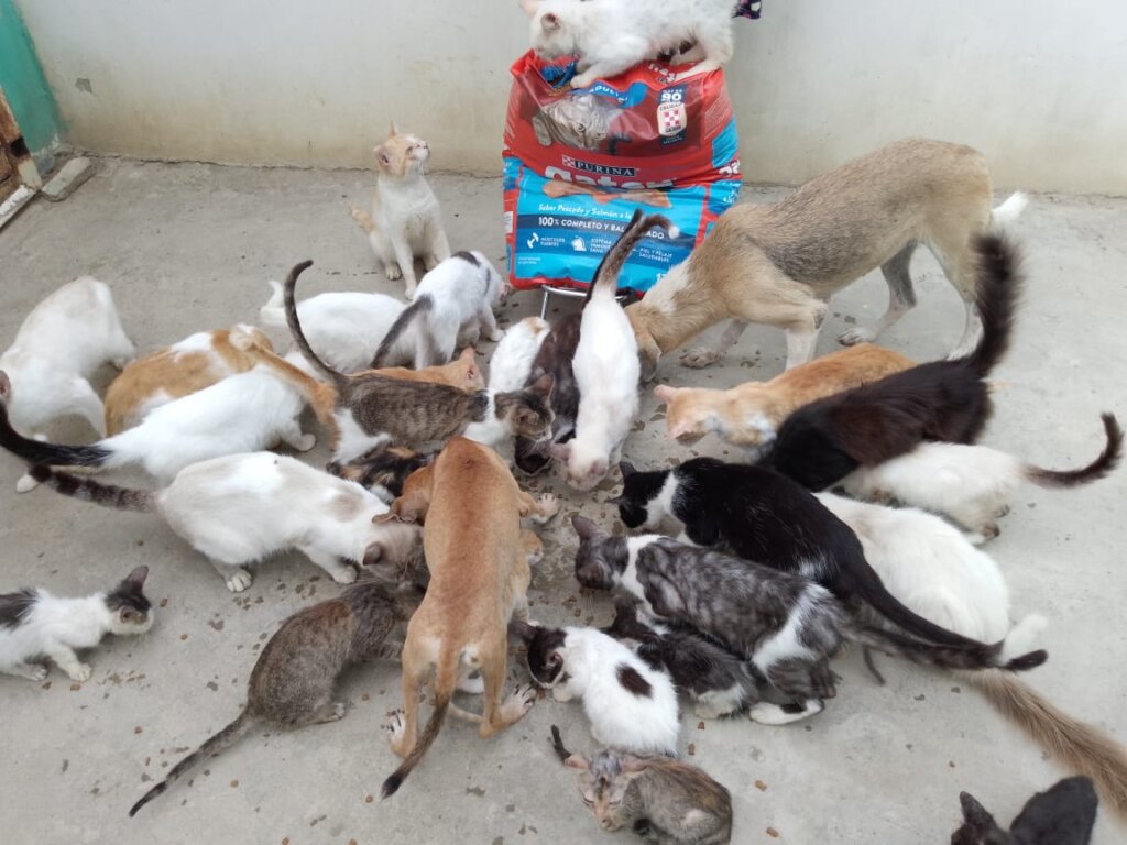 You are the hope of Venezuelan dogs in 2024!